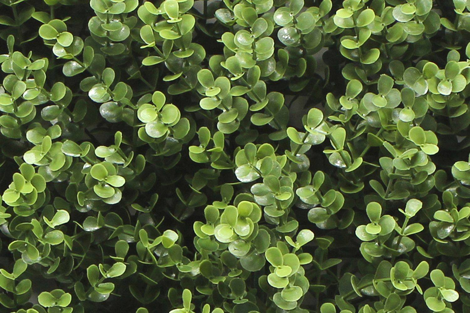 BuksbomII — produktfoto 3